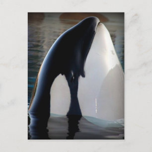 Orca Postkarte