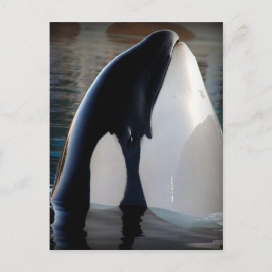 Orca Postkarte (Vorderseite)
