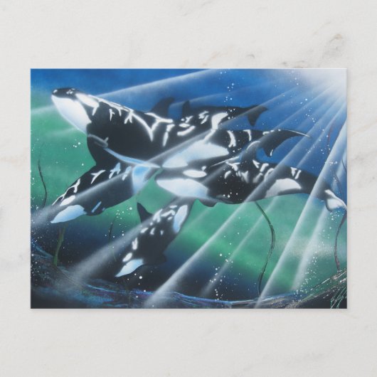 Orca Postkarte (Vorderseite)