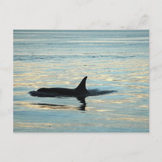 Orca Silhouette Postkarte (Vorderseite)