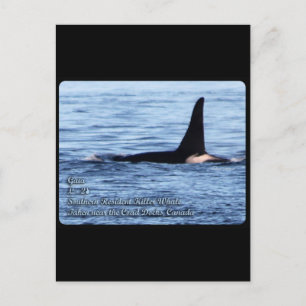 Orca;Southern Resident Killer Whale-L28 Orca Postkarte