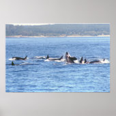 Orca Superpod Gerahmt Print Poster (Vorne)