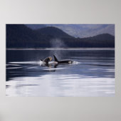 Orca | Tödliche Wale brechen Poster (Vorne)