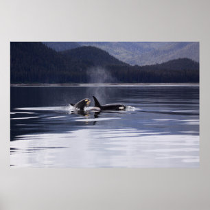 Orca   Tödliche Wale brechen Poster