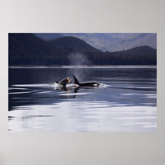 Orca | Tödliche Wale brechen Poster (Vorne)