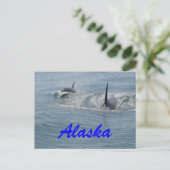 Orca und Kalb, Alaska Postkarte (Stehend Vorderseite)