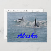 Orca und Kalb, Alaska Postkarte (Vorne/Hinten)