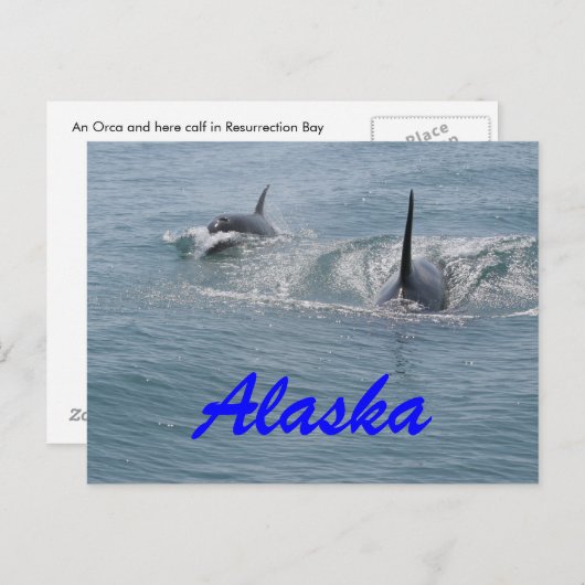 Orca und Kalb, Alaska Postkarte (Vorne/Hinten)