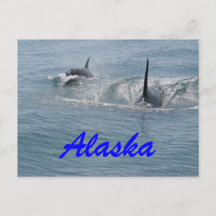 Orca und Kalb, Alaska Postkarte