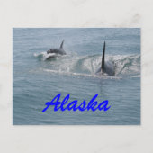 Orca und Kalb, Alaska Postkarte (Vorderseite)