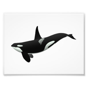 Orca Wal Illustration - Hintergrundfarbe auswähle Fotodruck