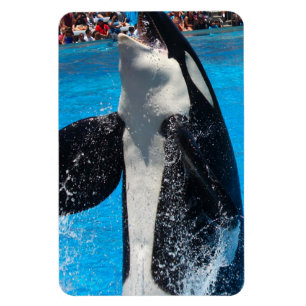 Orca-Wal-Wasser-FriedensLiebe-Natur-Schicksal Magnet