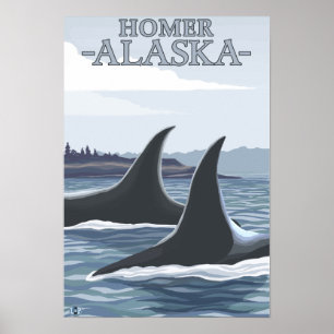 Orca Whales #1 - Homer, Alaska Poster
