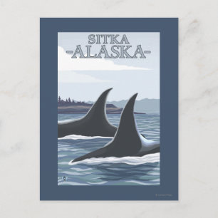 Orca Whales #1 - Sitka, Alaska Postkarte