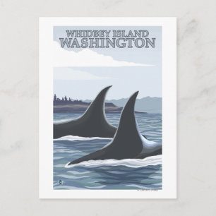 Orca Whales #1 - Whidbey, Washington Postkarte