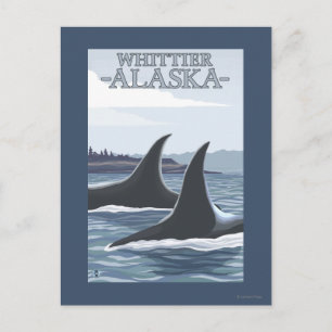 Orca Whales #1 - Whittier, Alaska Postkarte