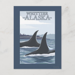 Orca Whales #1 - Whittier, Alaska Postkarte