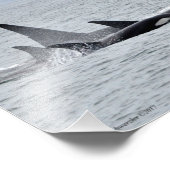 Orca Whales! Fotodruck (Ecke)