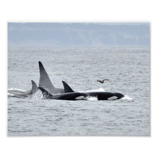 Orca Whales! Fotodruck (Vorne)