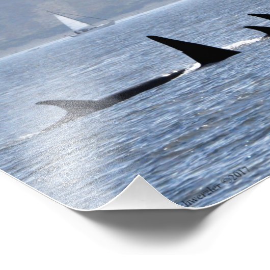 Orca Whales Fotodruck (Ecke)