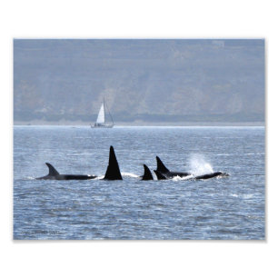 Orca Whales Fotodruck