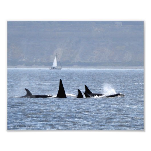 Orca Whales Fotodruck (Vorne)