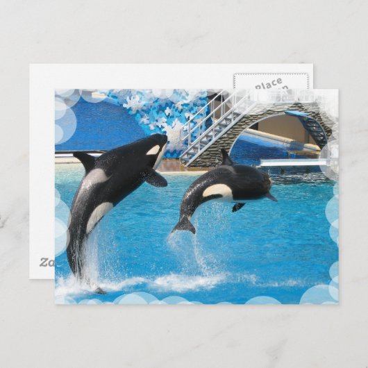 Orca Whales Postcard Postkarte (Vorne/Hinten)