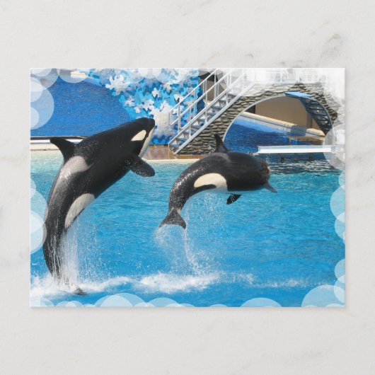 Orca Whales Postcard Postkarte (Vorderseite)