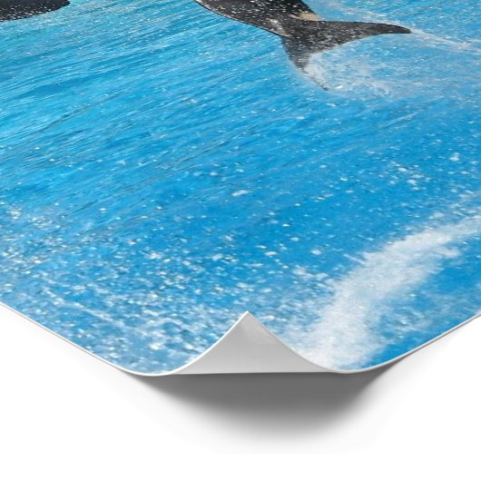 Orca Whales Print Poster (Ecke)