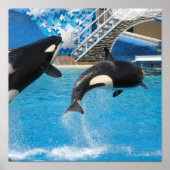 Orca Whales Print Poster (Vorne)