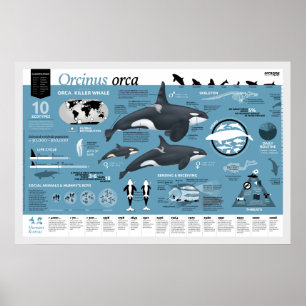 Orcagraphisches Poster - englische Ausgabe