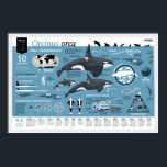 Orcagraphisches Poster - Nederlandse editie<br><div class="desc">Deze infographic poster laat alle essentiële informatie zien über Orcinus orca. Een prachtig hulpmiddel voor uw Schule, Museum der natuurcentrum. Maar het ist ook een musthave voor iedere orcaholic! Deze Poster ist een productie van Orcazine, het magazine voor orcaholics. Tekst en design door Leonard Boekee, de mooie illustratives zijn deels...</div>