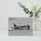 Orcas auf der Monterey Bay Postkarte (Stehend Vorderseite)