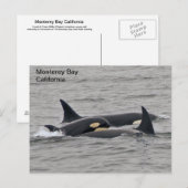 Orcas auf der Monterey Bay Postkarte (Vorne/Hinten)