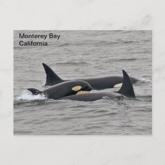 Orcas auf der Monterey Bay Postkarte (Vorderseite)