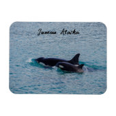 Orcas - Juneau, Alaska - ReiseSouvenir Magnet (Horizontal)