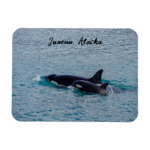 Orcas - Juneau, Alaska - ReiseSouvenir Magnet