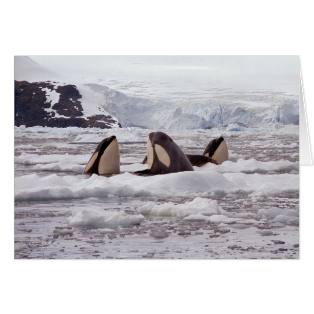 Orcas Spyhopping Card (Vorderseite (Horizontal))