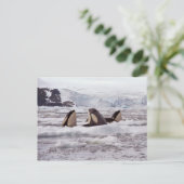 Orcas Spyhopping Postcard Postkarte (Stehend Vorderseite)