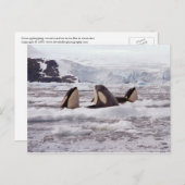 Orcas Spyhopping Postcard Postkarte (Vorne/Hinten)