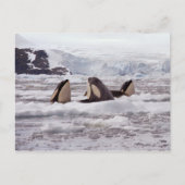 Orcas Spyhopping Postcard Postkarte (Vorderseite)