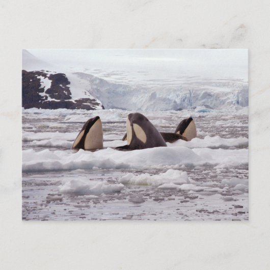 Orcas Spyhopping Postcard Postkarte (Vorderseite)