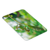 Orchard Orbweaver Spider - Leucauge venusta Magnet (Rechte Seite)