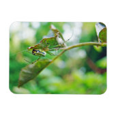 Orchard Orbweaver Spider - Leucauge venusta Magnet (Horizontal)