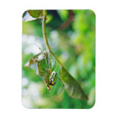 Orchard Orbweaver Spider - Leucauge venusta Magnet (Vertikal)