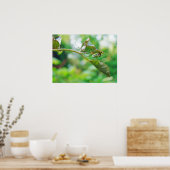 Orchard Orbweaver Spider - Leucauge venusta Poster (Küche)