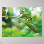 Orchard Orbweaver Spider - Leucauge venusta Poster (Vorne)