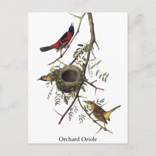 Orchard Oriole - John James Audubon Postkarte (Vorderseite)