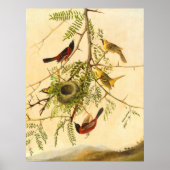Orchard Oriole - Joseph Kidd Poster (Vorne)