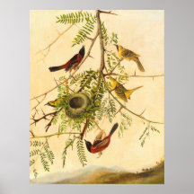 Orchard Oriole - Joseph Kidd Poster